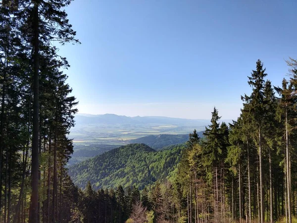 Schöner Grüner Wald Sonnigem Tag — Stockfoto