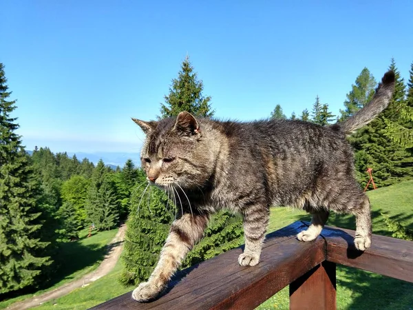 Katze Sitzt Auf Holzbalkon Und Blickt Auf Waldlandschaft — Stockfoto