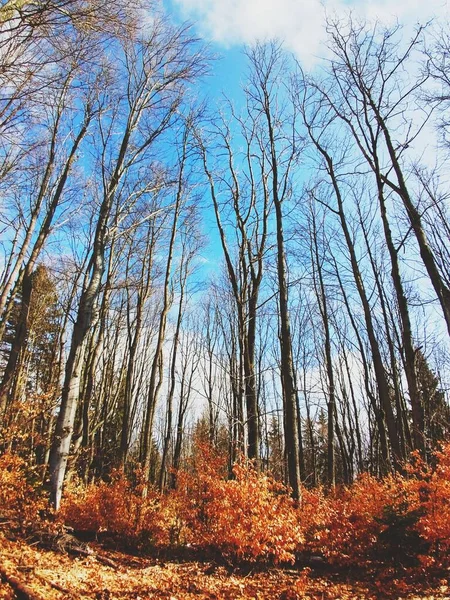 Hohe Bäume Herbstlichen Wald — Stockfoto