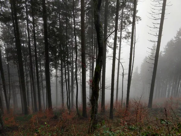 Schönes Herbstholz Herbst Slowakei — Stockfoto