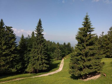 Evergreen ağaçları ve yaz manzarası