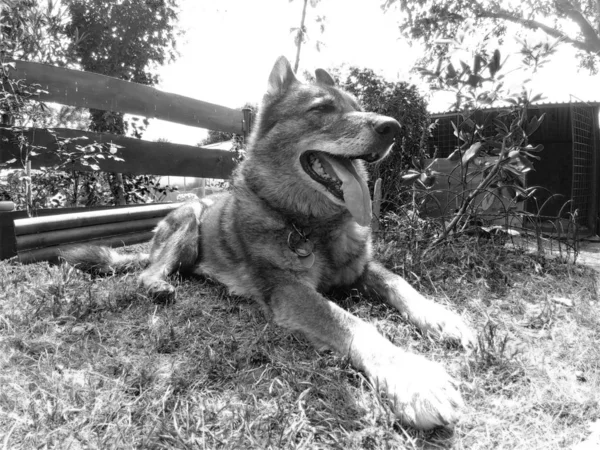 Perro Pastor Alemán Parque — Foto de Stock