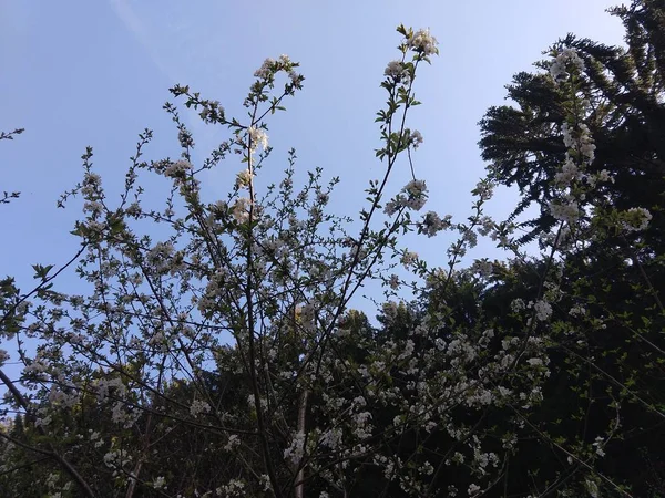 Třešňový Květ Pozadí Parku — Stock fotografie