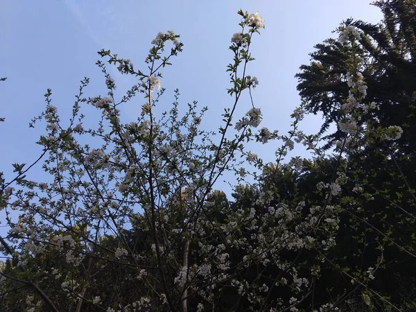 Flor Cerezo Fondo Del Parque — Foto de Stock