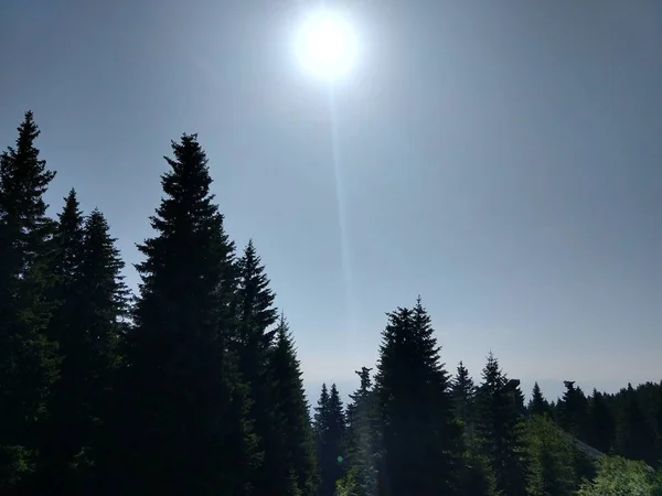 Evergreen Träd Och Sommarlandskap — Stockfoto