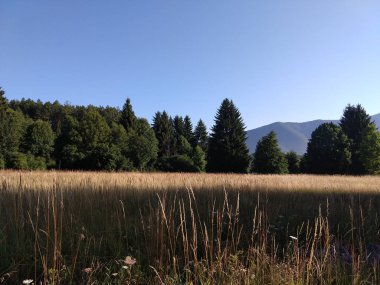 Yaz manzarası ve arka planda gün batımı