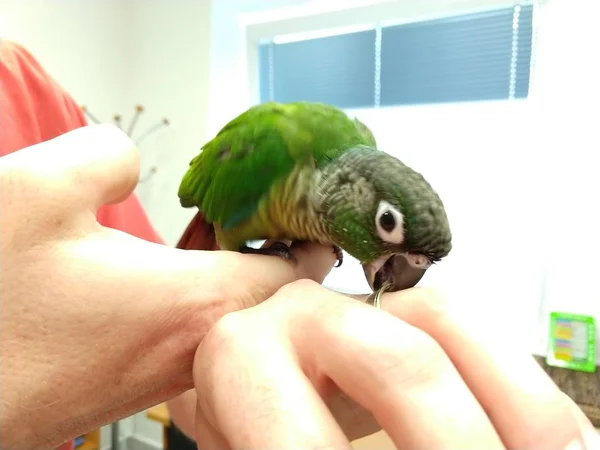 Menselijke Handen Groene Papegaai Vogel — Stockfoto