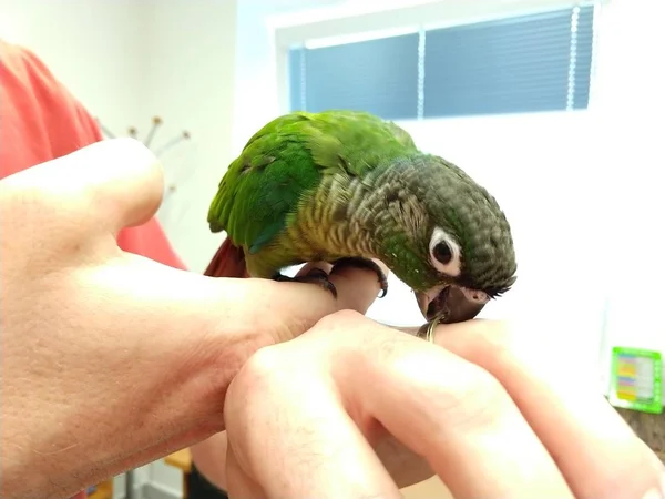 human hands and green parrot bird