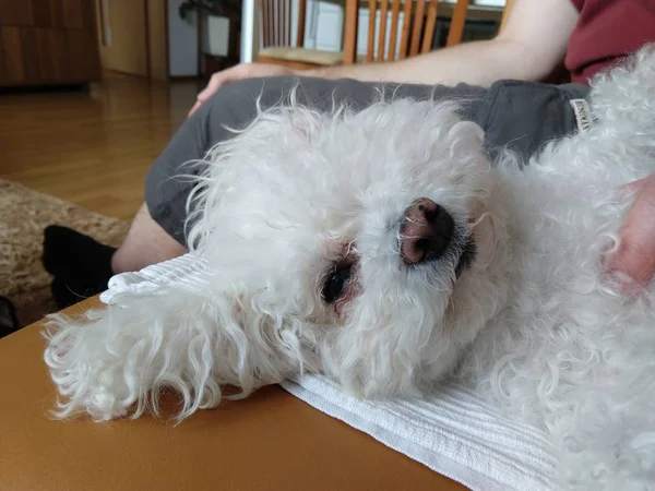 Propietario Con Perro Blanco Casa — Foto de Stock