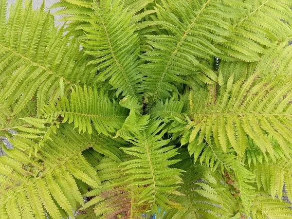 Fern Green Leaves Garden — Stock Photo, Image