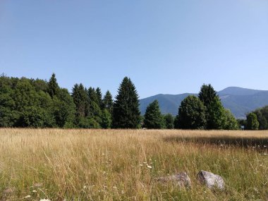 Yaz manzarası ve arka planda gün batımı