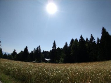 Yaz manzarası ve arka planda gün batımı