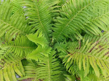 Bahçede taze yeşil yapraklar