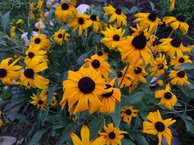 Bahçedeki güzel sarı çiçekler