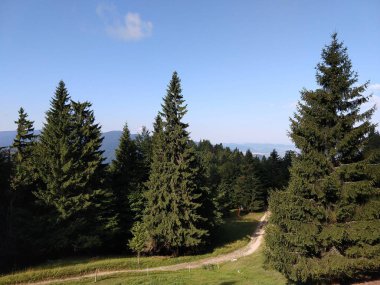 Evergreen ağaçları ve yaz manzarası