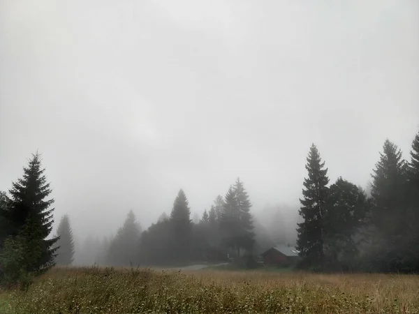 Grüne Wiese Mit Nebel Und Himmel — Stockfoto