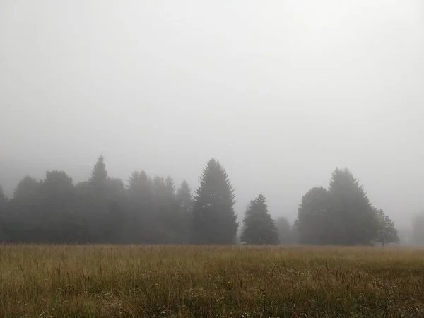Campo Verde Com Nevoeiro Céu — Fotografia de Stock