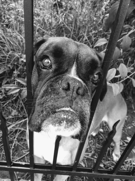 German Boxer Dog Fence — Stock Photo, Image