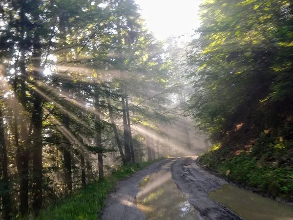 Güneş Parlıyor Ormandaki Ağaçlar — Stok fotoğraf