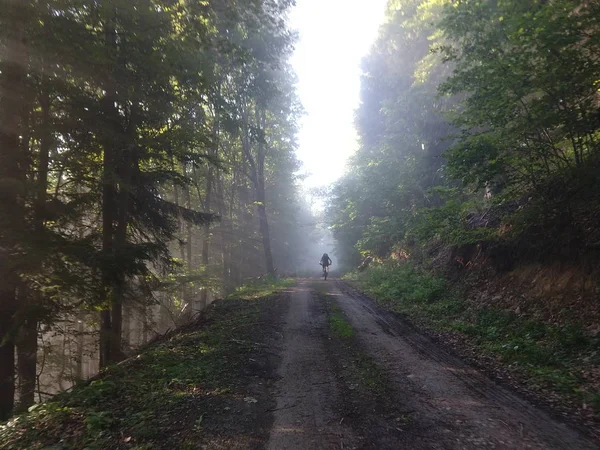 Bella Strada Nebbiosa Nella Foresta — Foto Stock