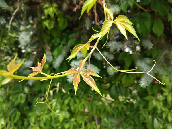 Feuilles Vertes Fraîches Dans Jardin — Photo