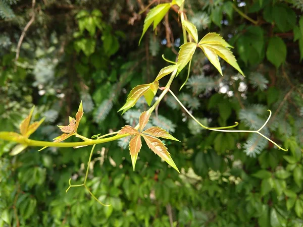 Feuilles Vertes Fraîches Dans Jardin — Photo