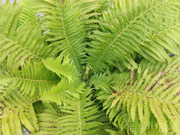 Fresh Green Leaves Garden — Stock Photo, Image