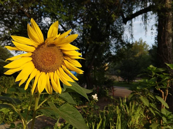 Piękny Żółty Kwiat Ogrodzie — Zdjęcie stockowe