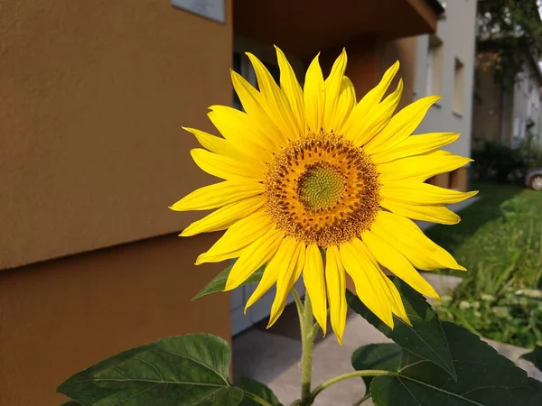 Hermosa Flor Amarilla Jardín —  Fotos de Stock