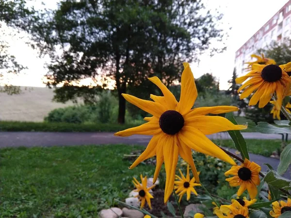 Piękne Żółte Kwiaty Ogrodzie — Zdjęcie stockowe