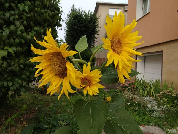 花园里美丽的黄花 — 图库照片