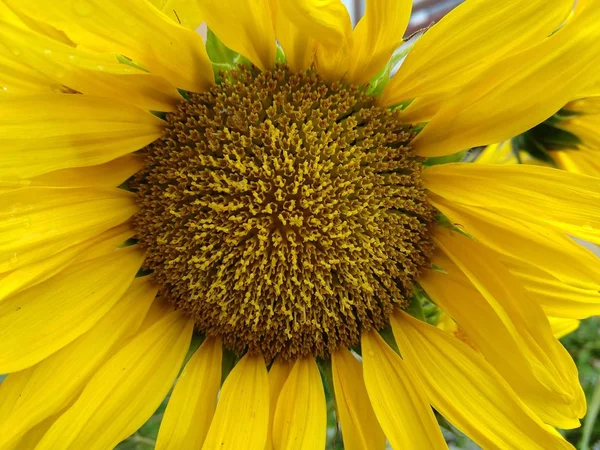 Zbliżenie Pięknego Słonecznika Tle Zbliżenie — Zdjęcie stockowe