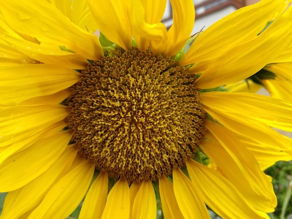 Zbliżenie Pięknego Słonecznika Tle Zbliżenie — Zdjęcie stockowe