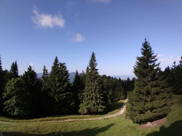 Alberi Sempreverdi Paesaggio Estivo — Foto Stock