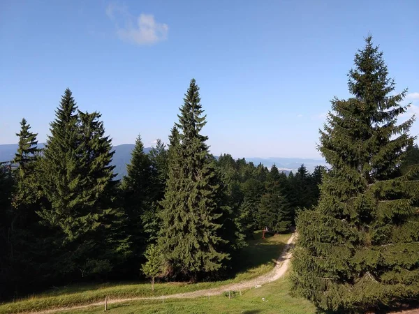 Evergreen ağaçları ve yaz manzarası