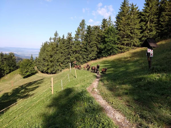 Sommerlandschaft Mit Ziegen Auf Sommerlichem Hintergrund — Stockfoto