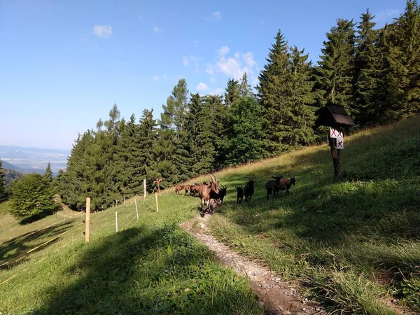 Sommerlandschaft Mit Ziegen Auf Sommerlichem Hintergrund — Stockfoto