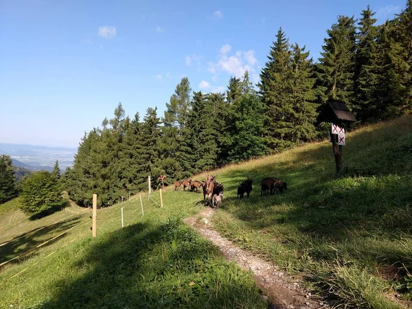 Yaz arka planında keçi olan yaz manzarası