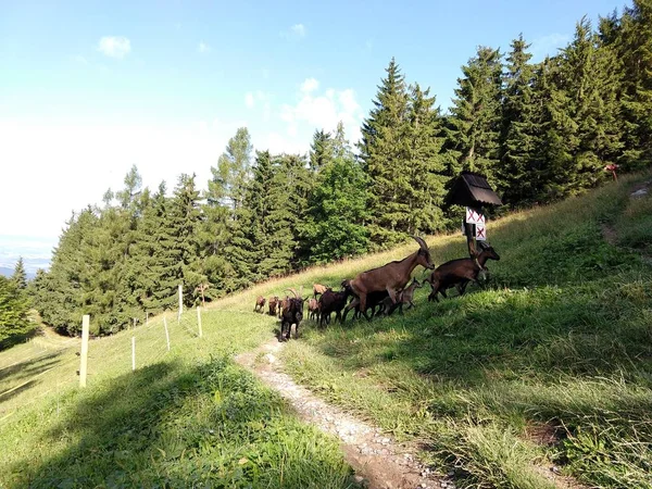 Yaz arka planında keçi olan yaz manzarası