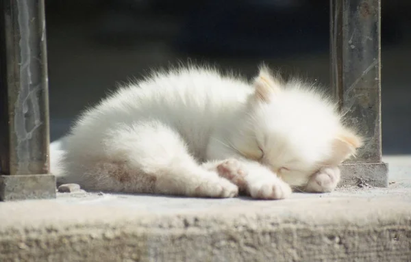 Güneş ışığında şekerleme alan yeni doğmuş bir kedi yavrusu.