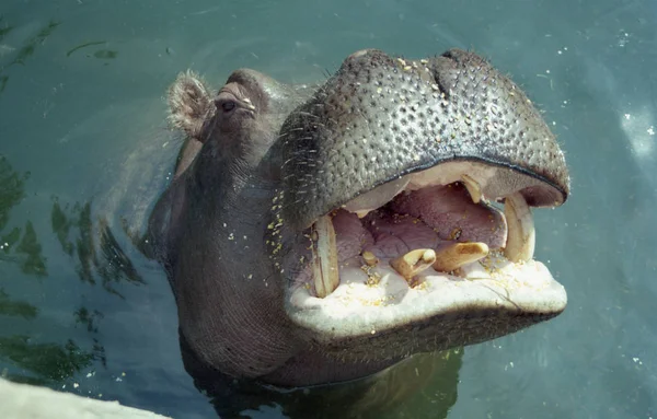 Бегемот открывает рот во время купания в воде . — стоковое фото