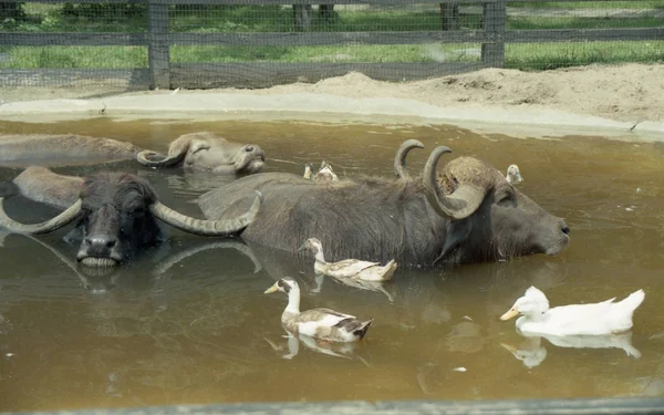 Ördekler ile Su Buffalo Yüzme