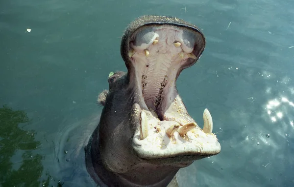 Hippo abre a boca enquanto nada na água . — Fotografia de Stock