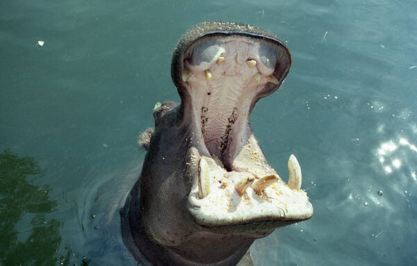Hippo opens mouth while swimming in water.
