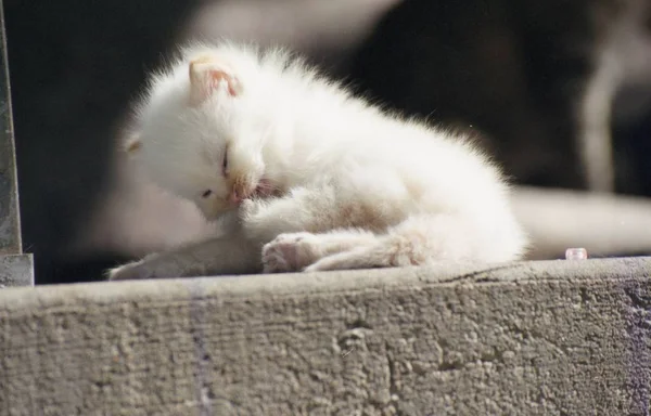 Kabarık kedi yavrusu hafifçe sugnlight pençe temizlik.
