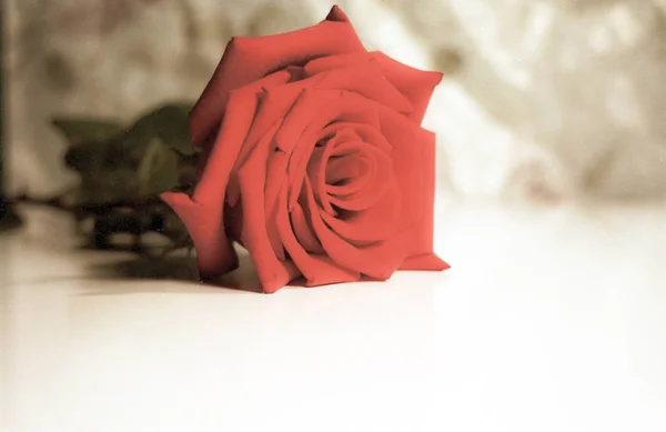 W wieku otwarta czerwona róża leżąca na boku — Zdjęcie stockowe
