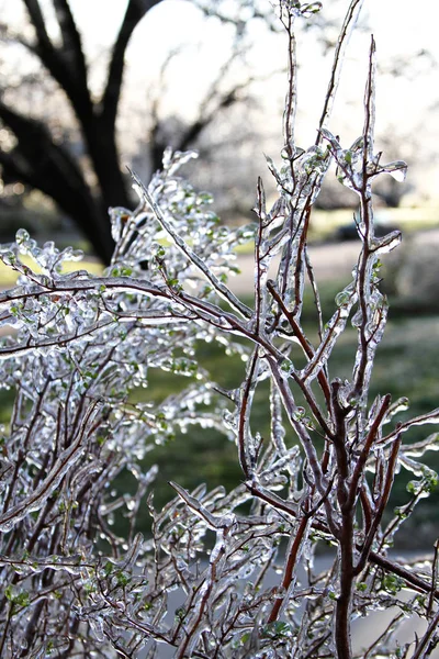 An unusual ice storm hits Kansas during the spring, covering emerging plant life with a sheet of ice.