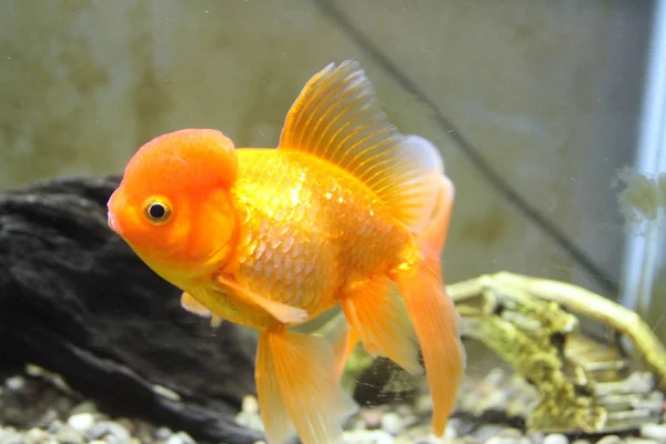 Fish Tank Home Aquarium'da Wen ile Yüzen Süslü Japon Balığı