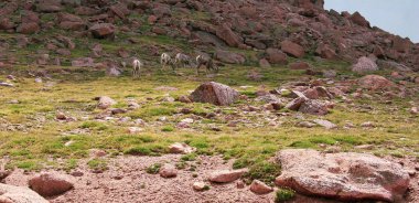 Bir yaz veya ilkbahar gününde yüksek rakımlarda otlayan dağ keçileri