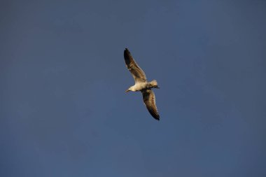 mavi gökyüzünde uçan kuş manzara